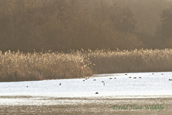 Reed beds for bitterns